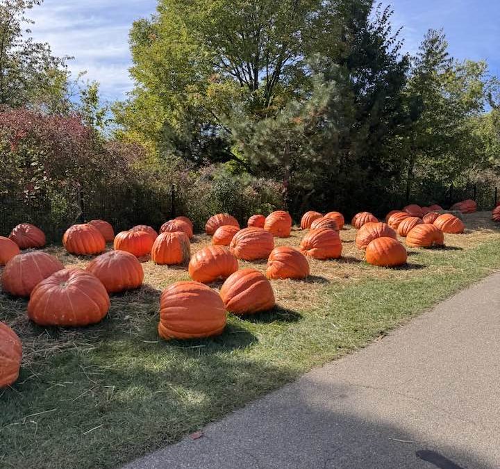 Pumkins at Frederic Meijer Sculpture and Gardens in Grand Rapids, Michigan