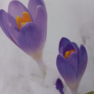 Colored Pencil - Crocuses Breaking Through the Snow
